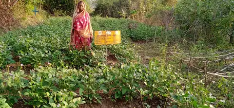 ବିଲ ବାଡ଼ା