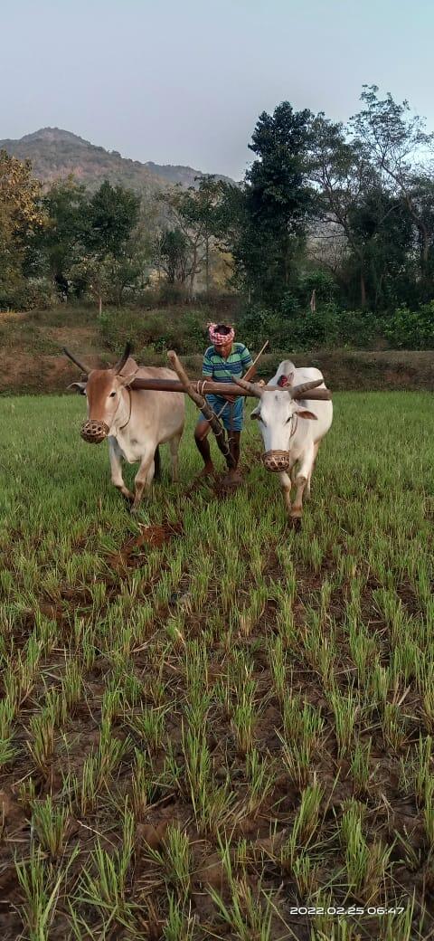 ଚାସ କା଼ମ