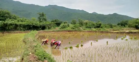 ତଳି ରୁଆଗୀନୁ