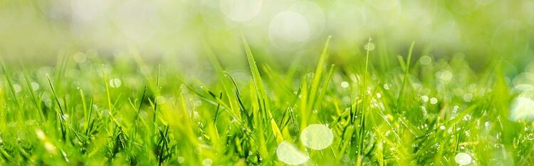 ବେନେର୍‌